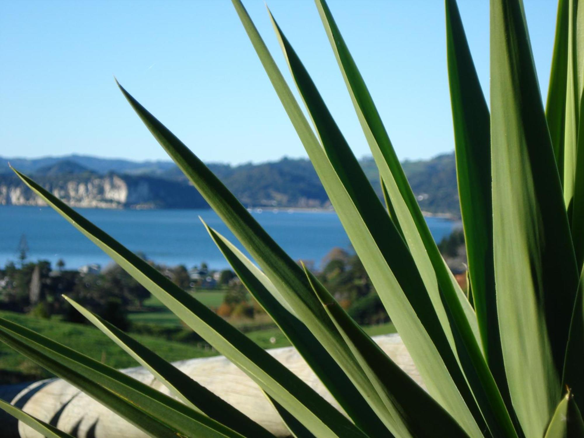 Ohuka Place Homestay Whitianga Eksteriør billede